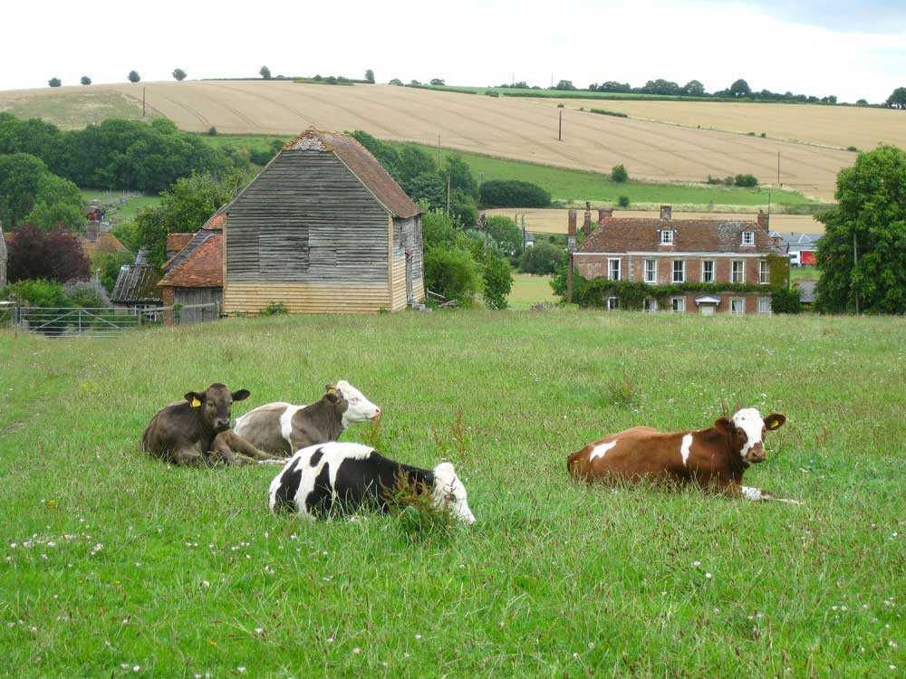 granja con vacas